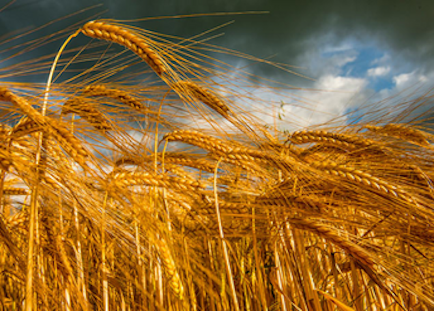 badanie zywnosci na obecnosc glutenu