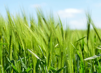 green wheat Unsplash 344px