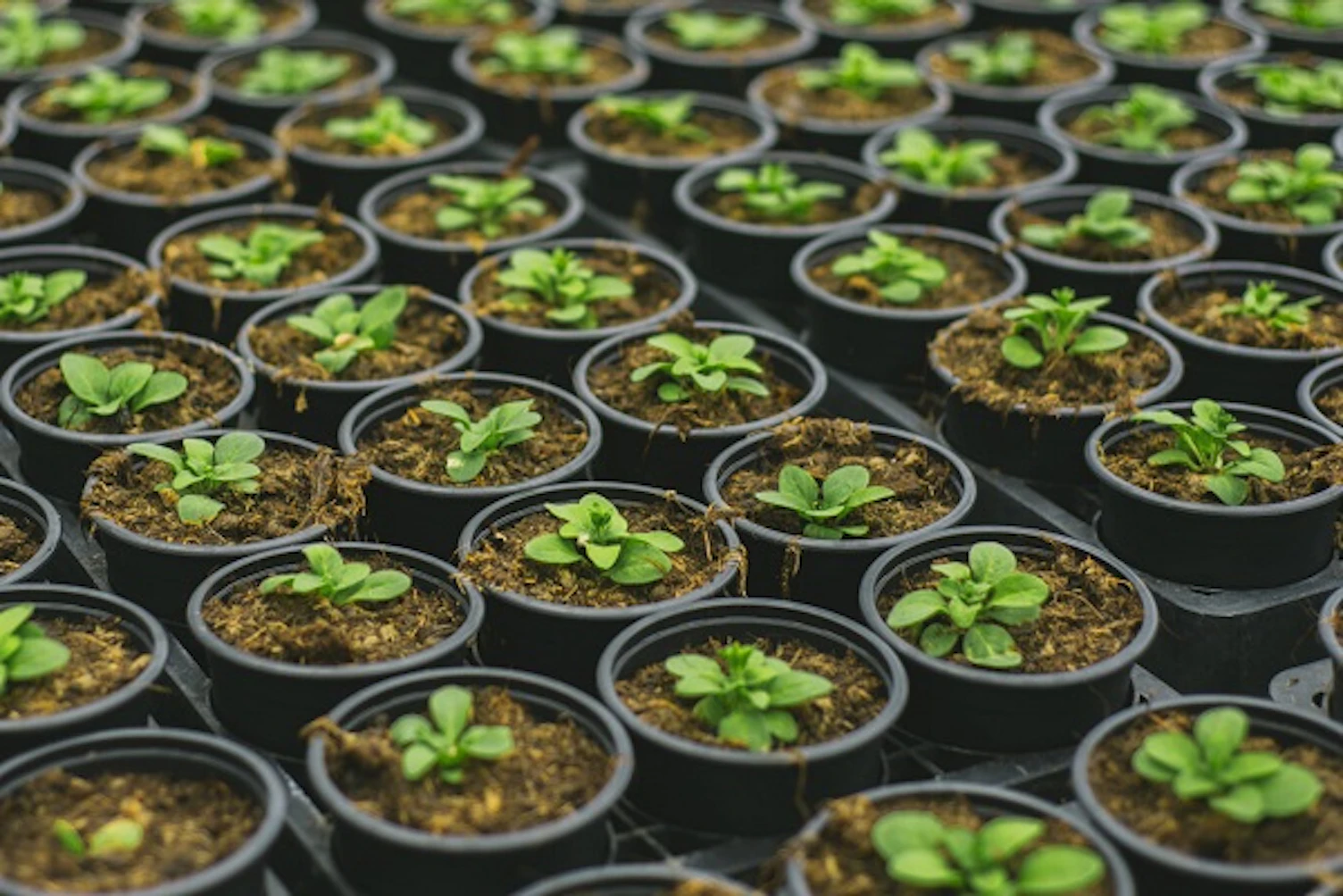 greenplantsinrowsGetty542304252600x400