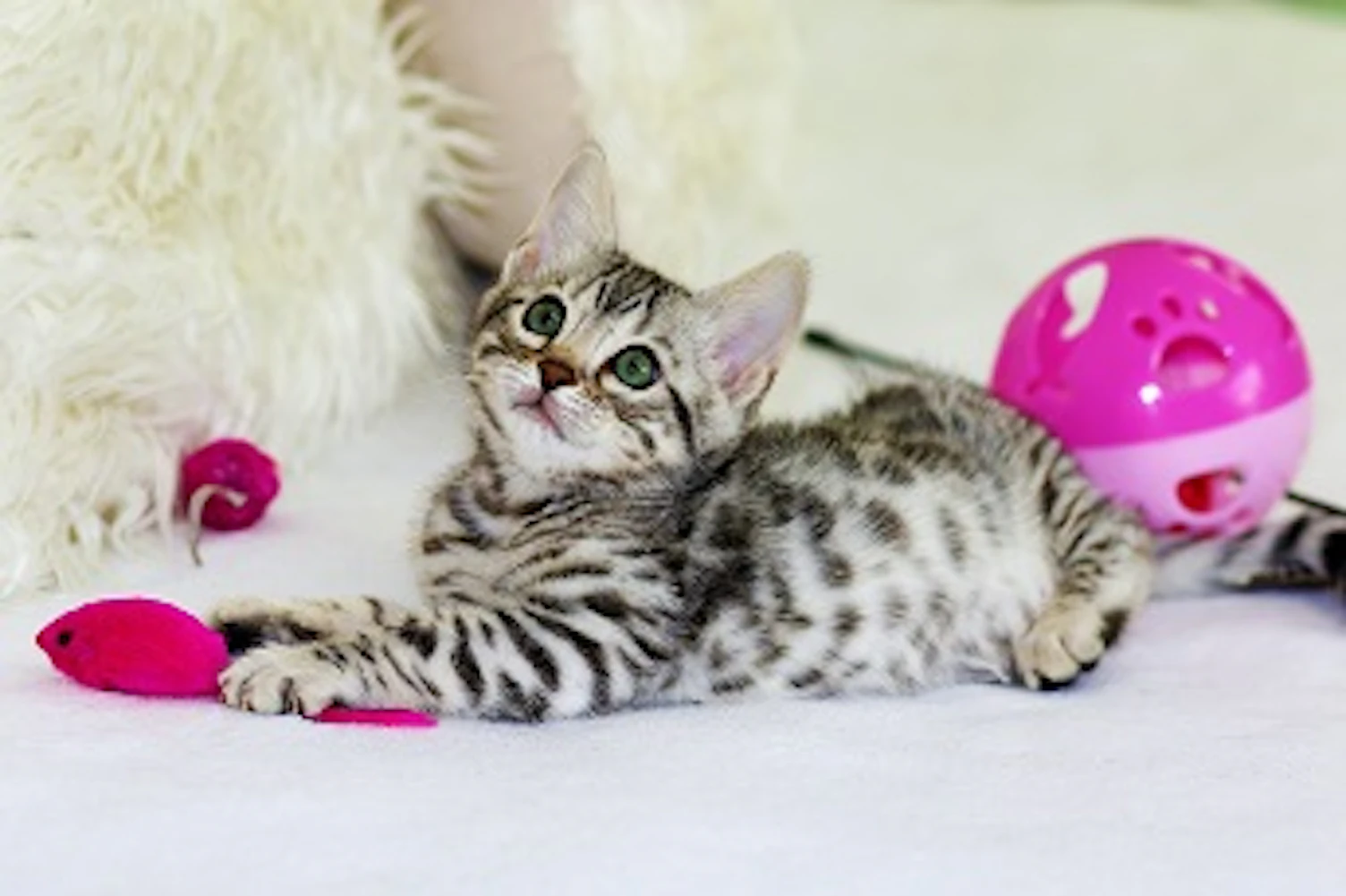 grey kitten playing on floorunsplash_344