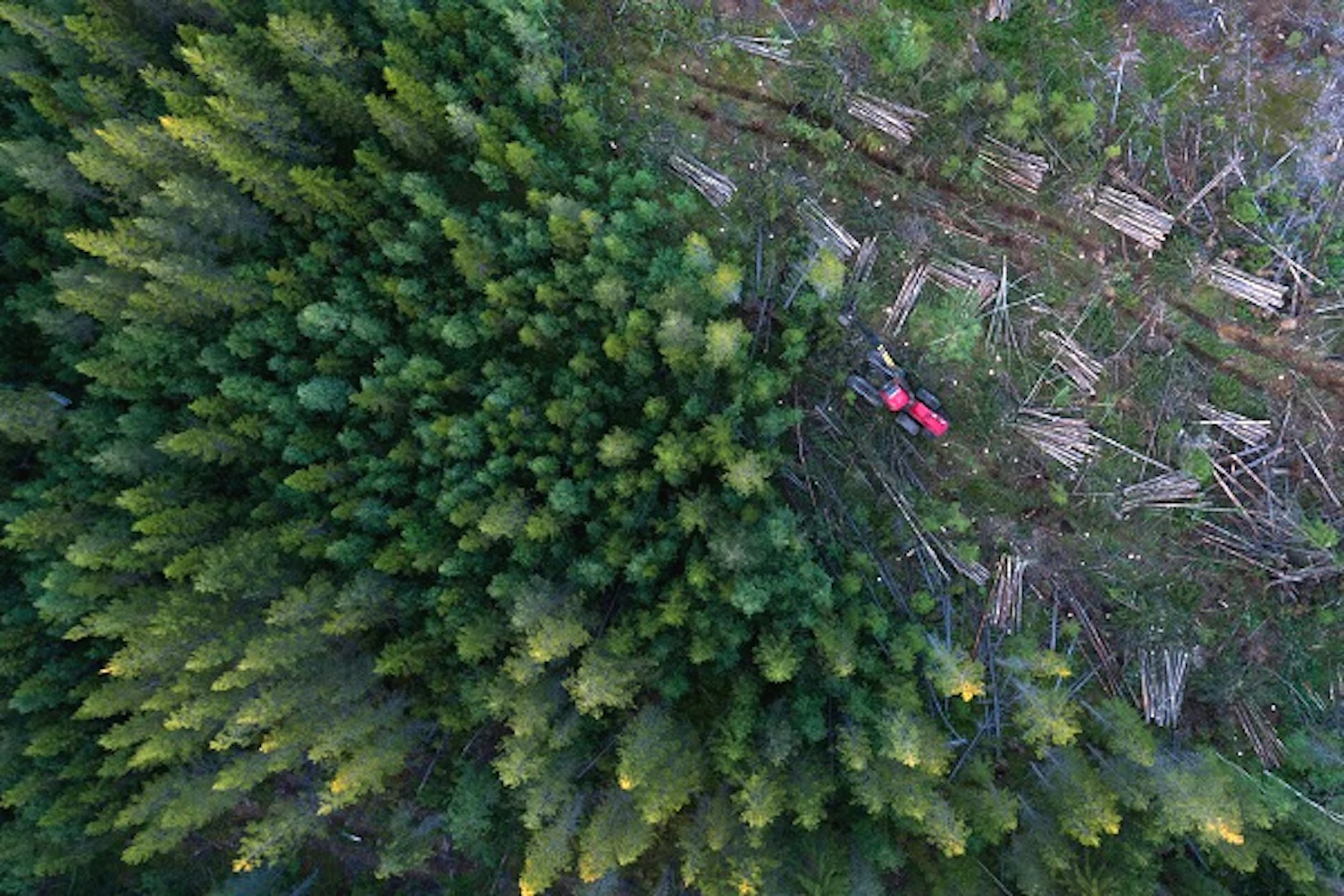 highangleviewofforestrymachineryamidsttreesinforestGetty1074282038600x400