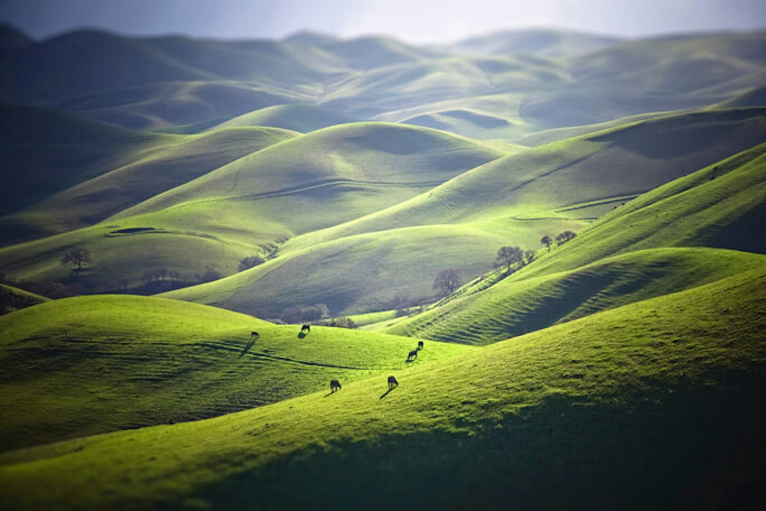 main feature cattle grazing green hills