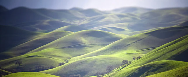 main feature cattle grazing green hills