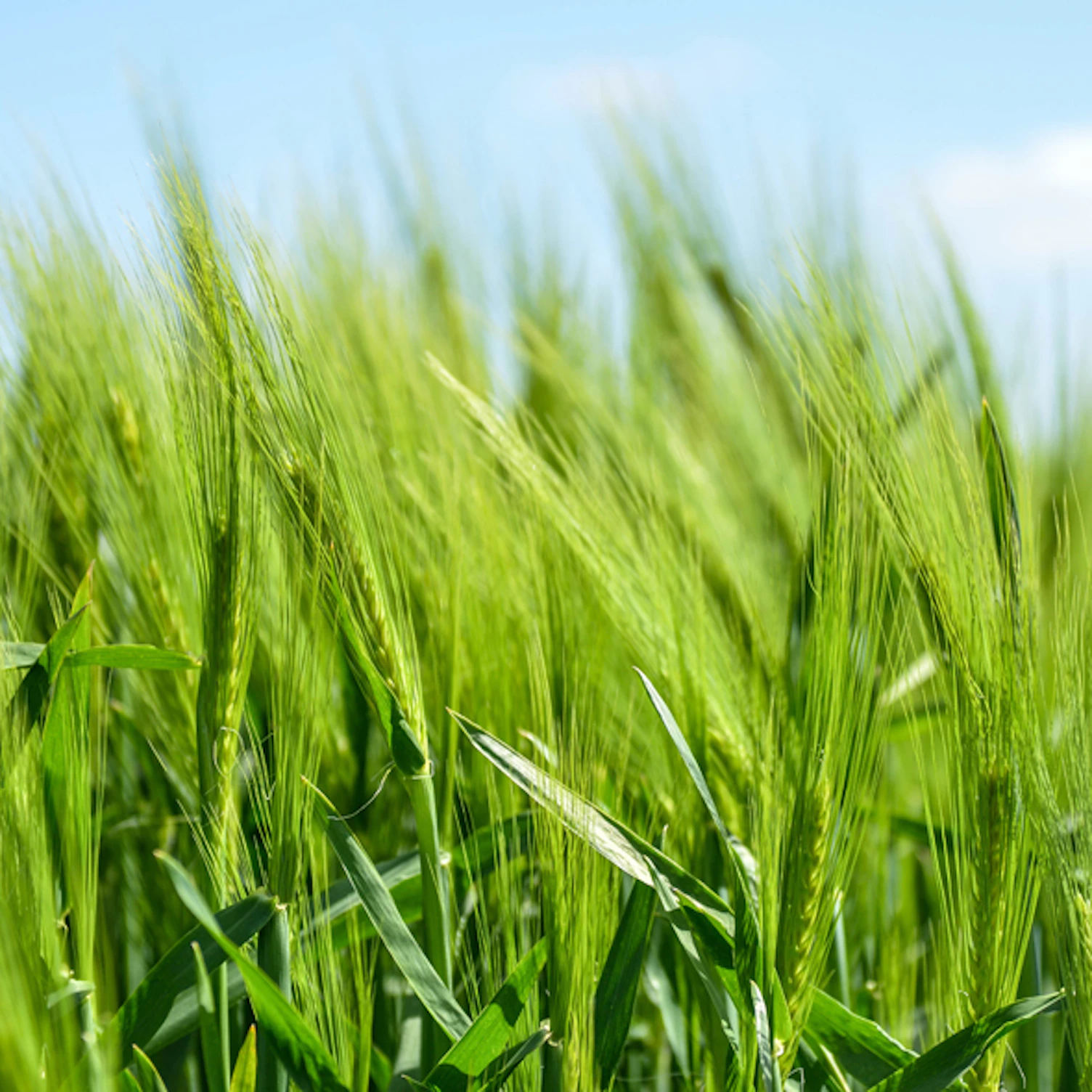 Main Feature Green Wheat