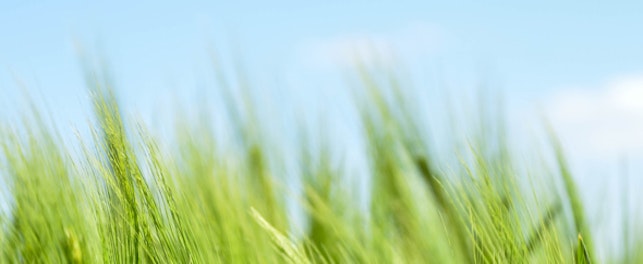 Main Feature Green Wheat