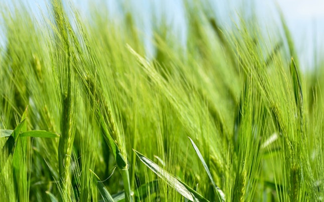 Main Feature Green Wheat