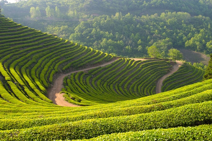 main feature tea plantation