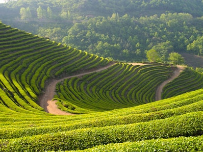 main feature tea plantation