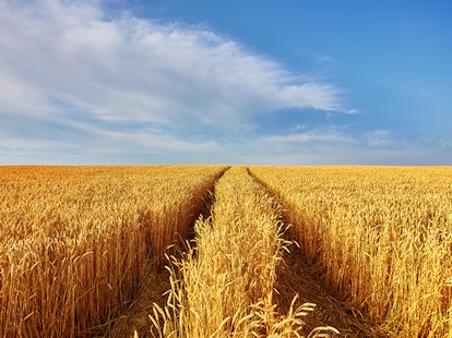 main feature wheat field