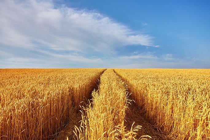 main feature wheat field