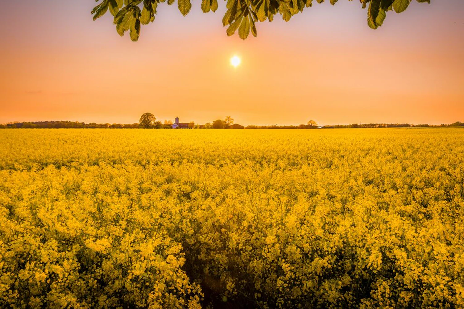 mediumColza Field at Sunset