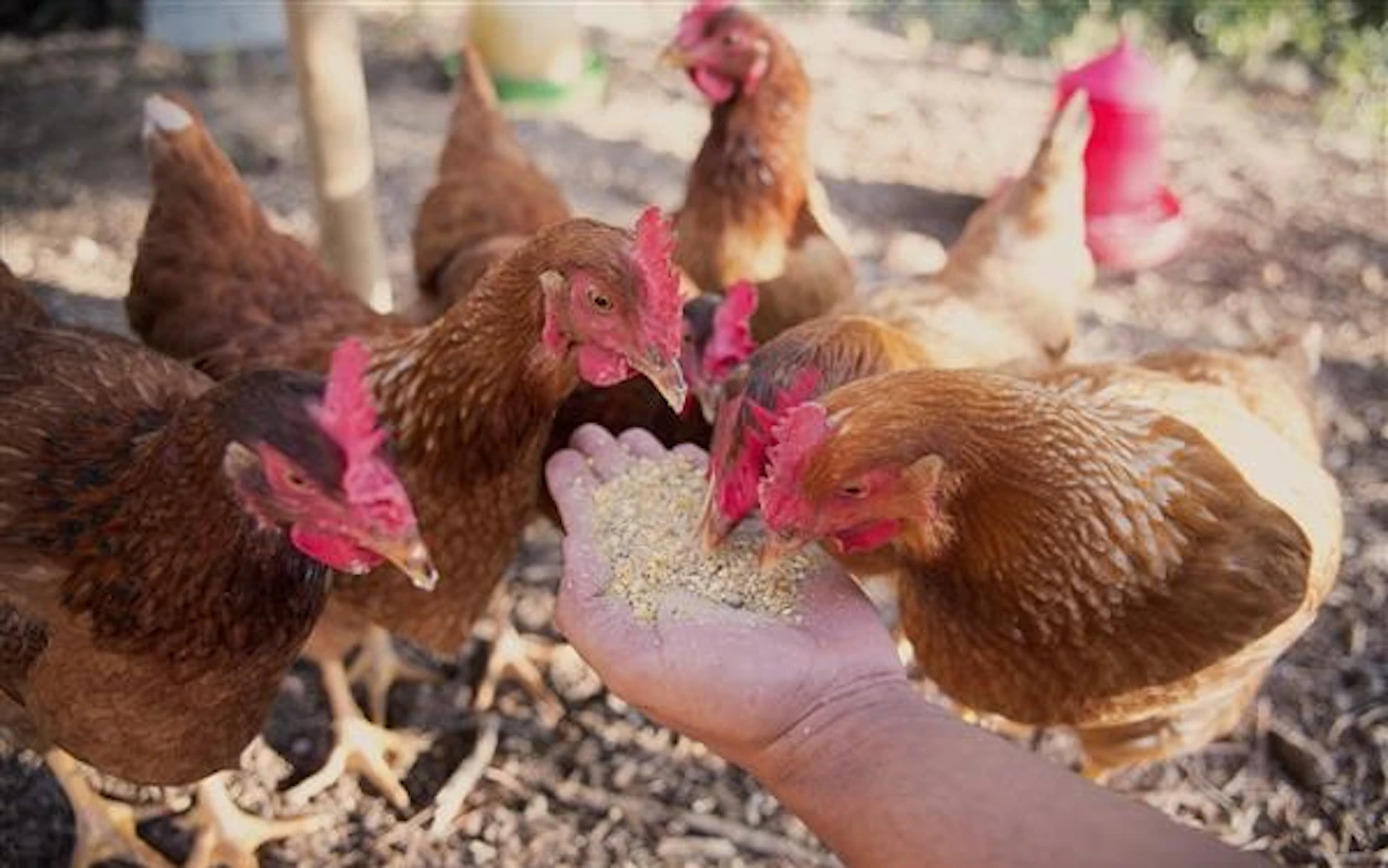 orig chicken feed Getty665068732 600x375