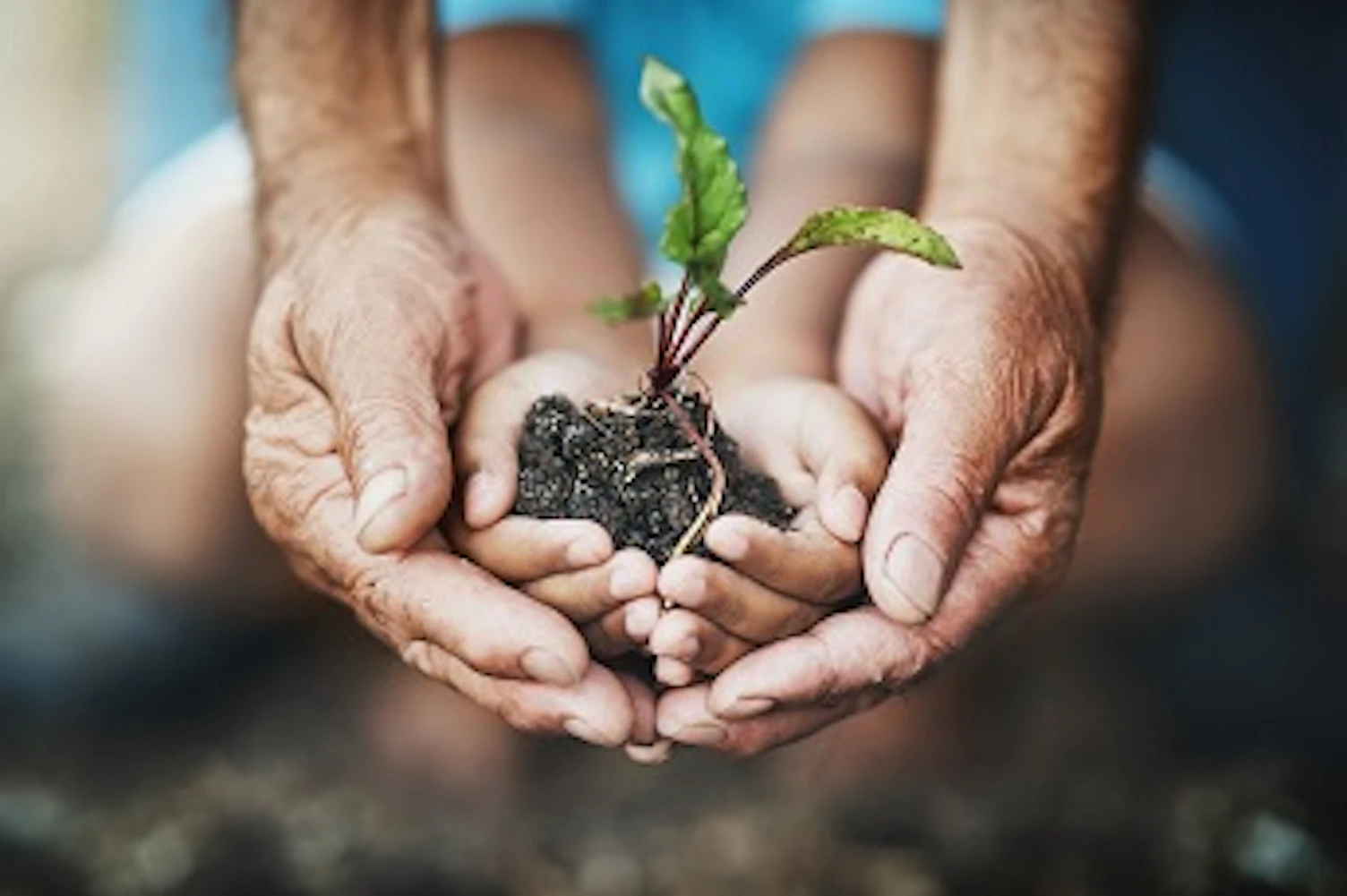 orig closeup shot of an adult and child holding a plant growing out of soil
