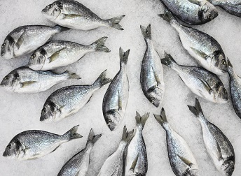 Fish on Ice 