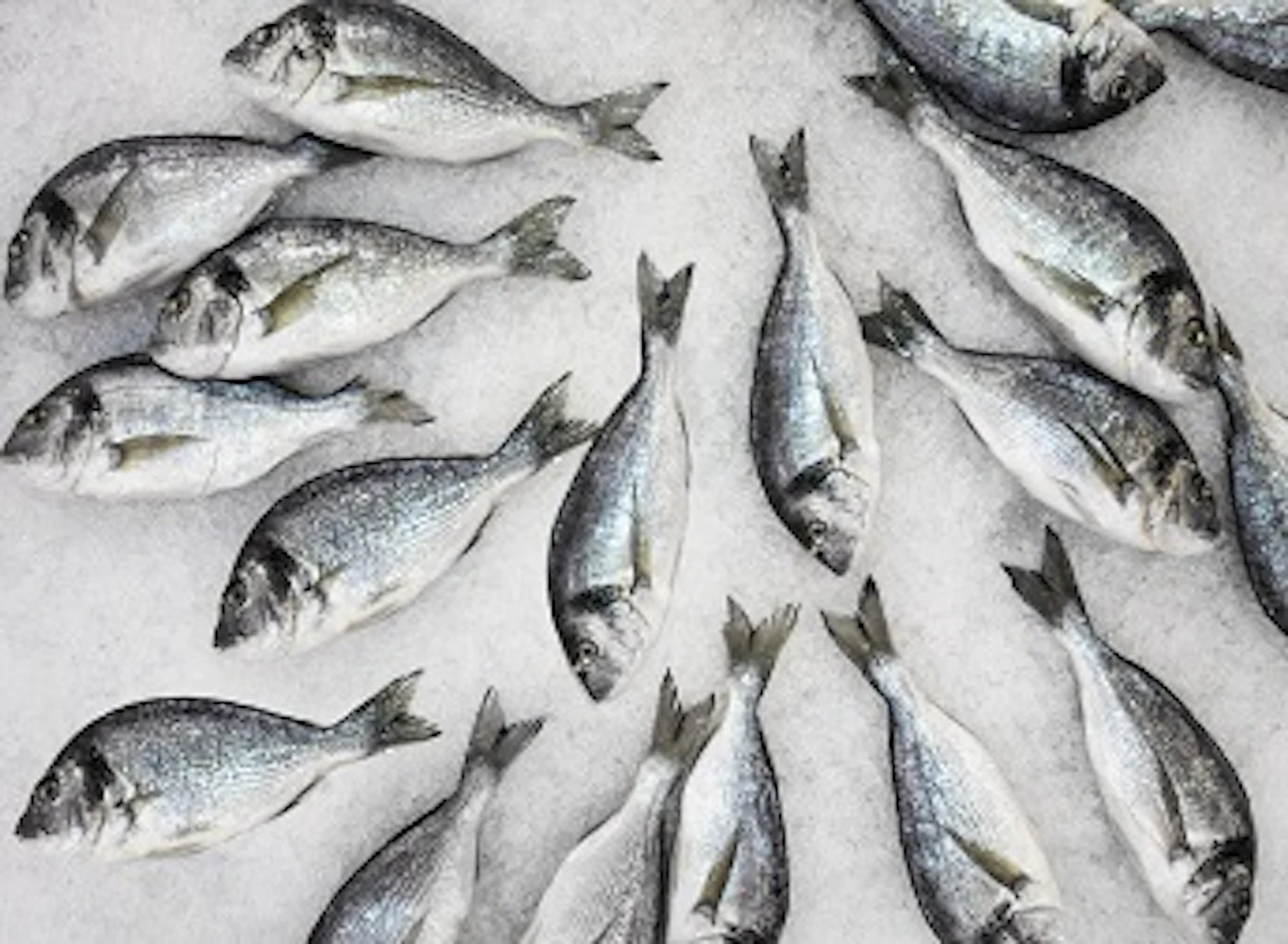 orig fish on ice 344x252