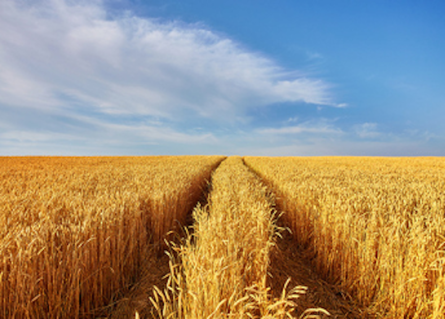 oznaczanie bialka w pszenicy