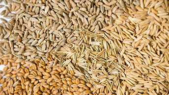 Toxic compound found in distributed sesame seeds SGS Belgium