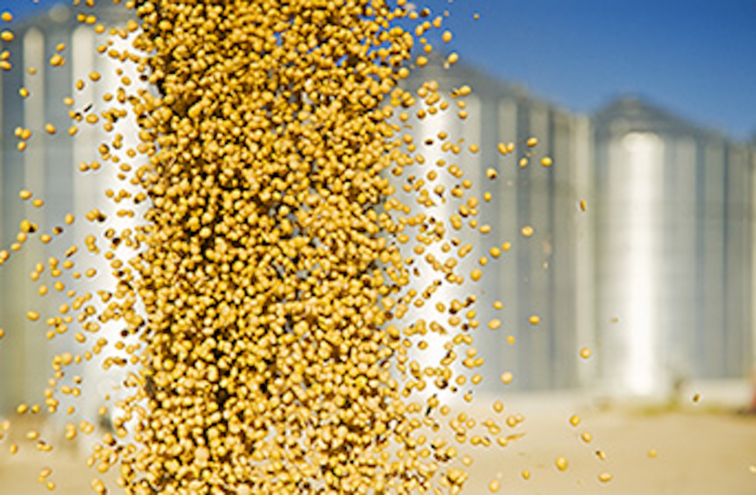 std soya grains
