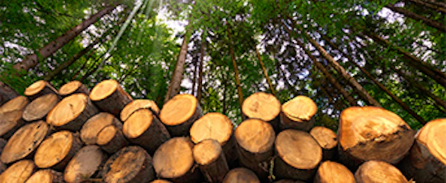 webinar FSC PEFC