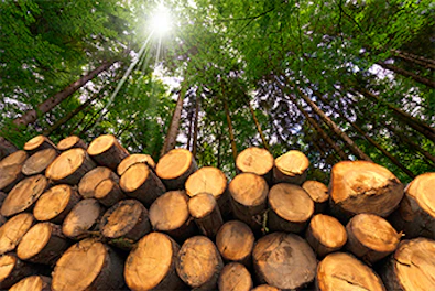 webinar FSC PEFC