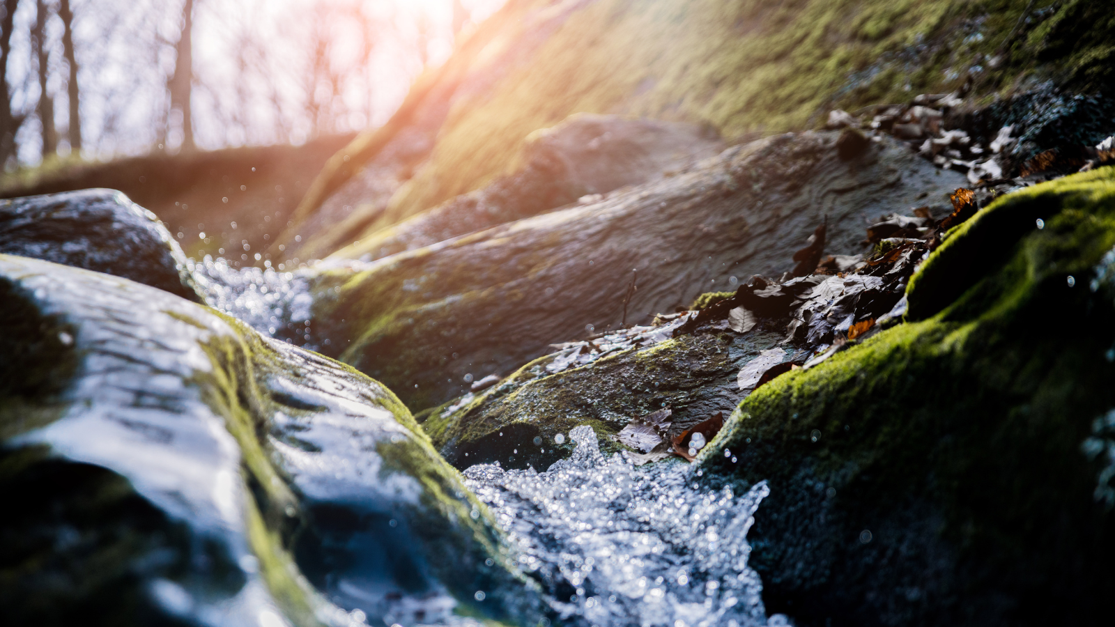 Rivère au milieu d'une forêt
