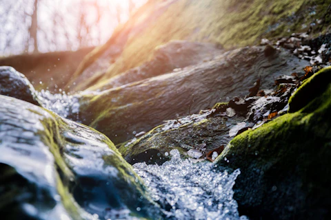 Rivère au milieu d'une forêt