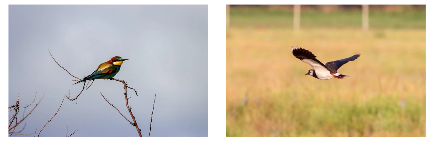Biodiversity