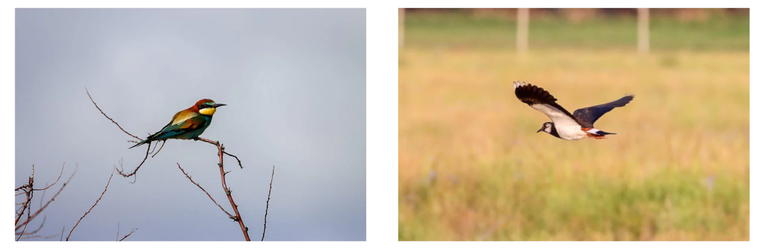 Biodiversity