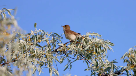 Biodiversity