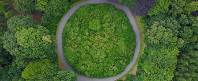 traffic circle in a forest