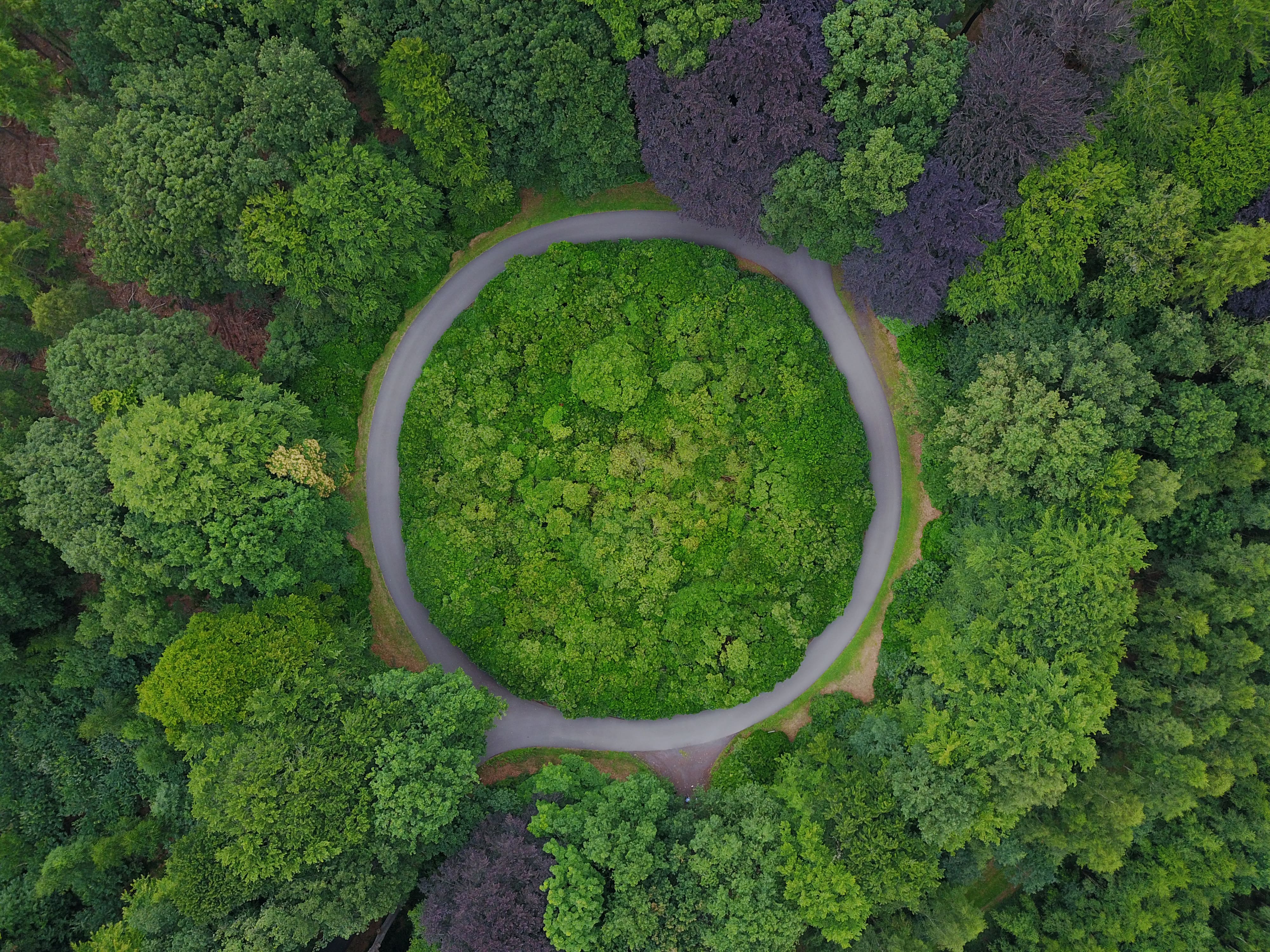 traffic circle in a forest