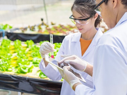 Agricultural Scientists Working in Greenhouse
