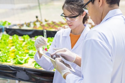 Agricultural Scientists Working in Greenhouse