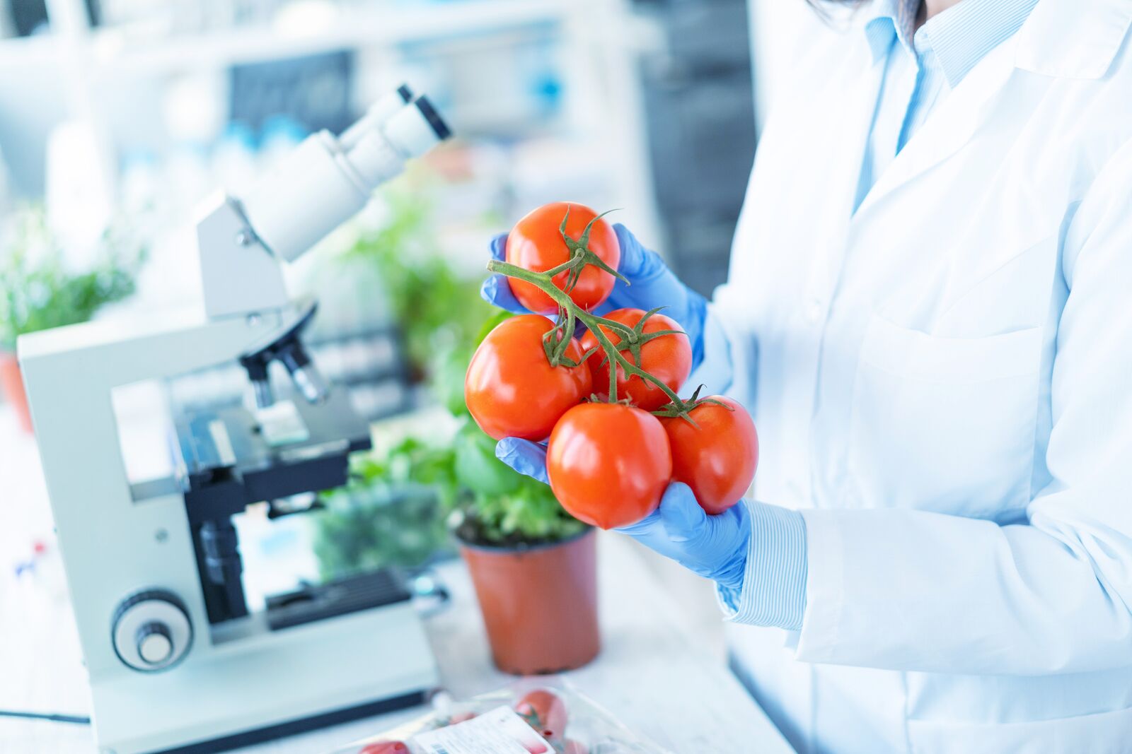 Biologist Analysing Tomatoes