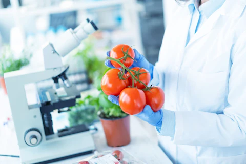 Biologist Analysing Tomatoes