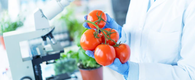 Biologist Analysing Tomatoes