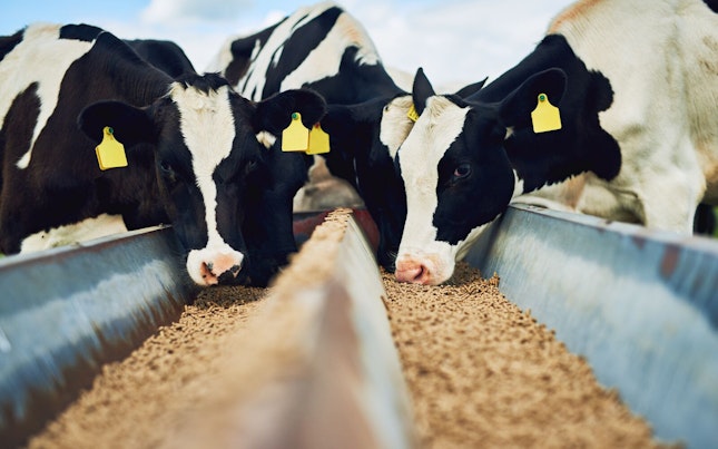 Campo de plantação