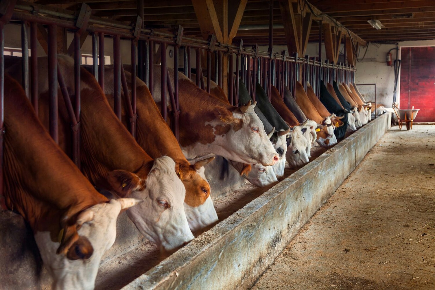 Cattle in a Barn