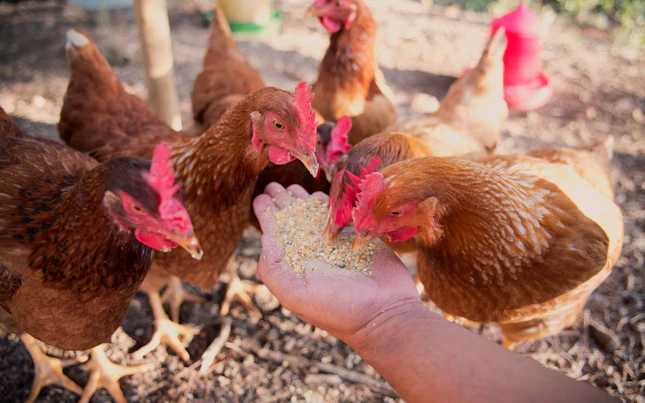 Terreno di coltivazione