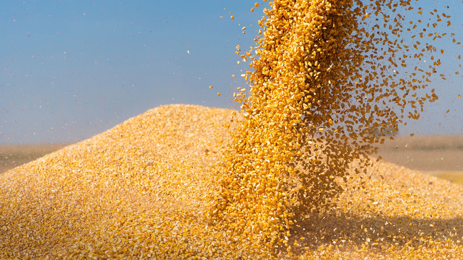 Corn