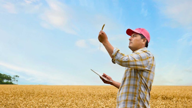 Landwirt prüft Getreidehalm