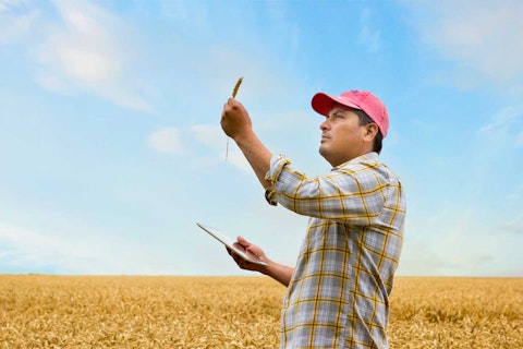 Farmer checking grain stalk