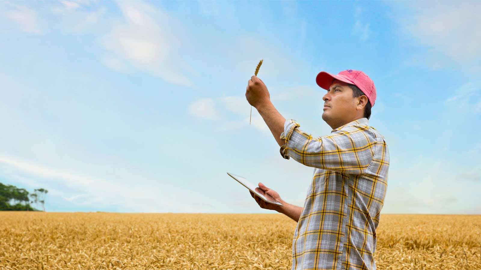 Agricultor comprobando el tallo del grano
