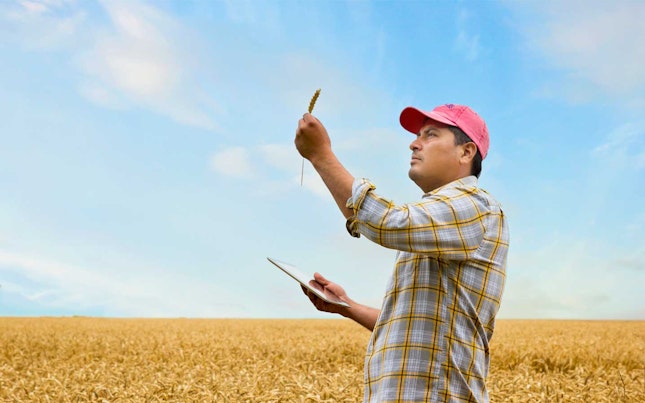 Fermier care verifică creșterea cerealelor