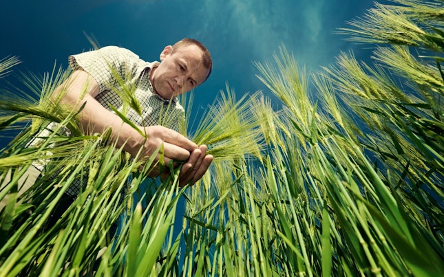 Farmer Examining Wheat