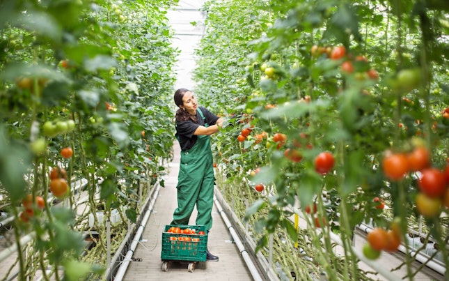 Farmer Picking Ripe Tomatoes