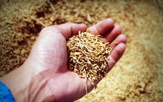 Farmers Hand Holding Wheat Seeds