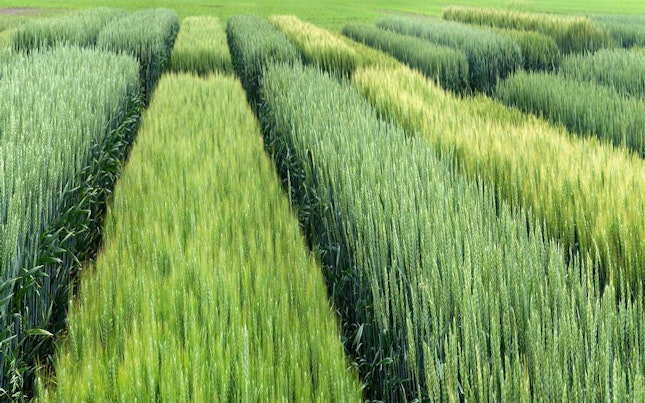 Field of grains