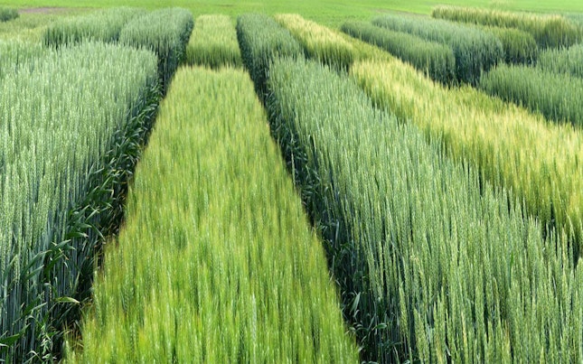 Field of grains