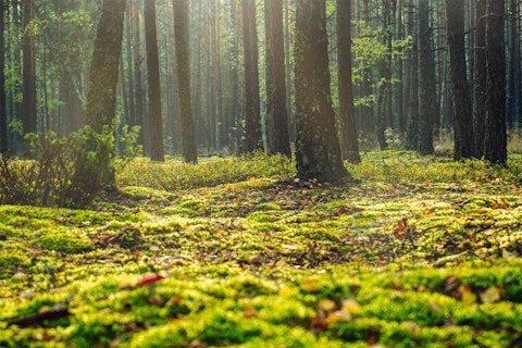 Forest grounds